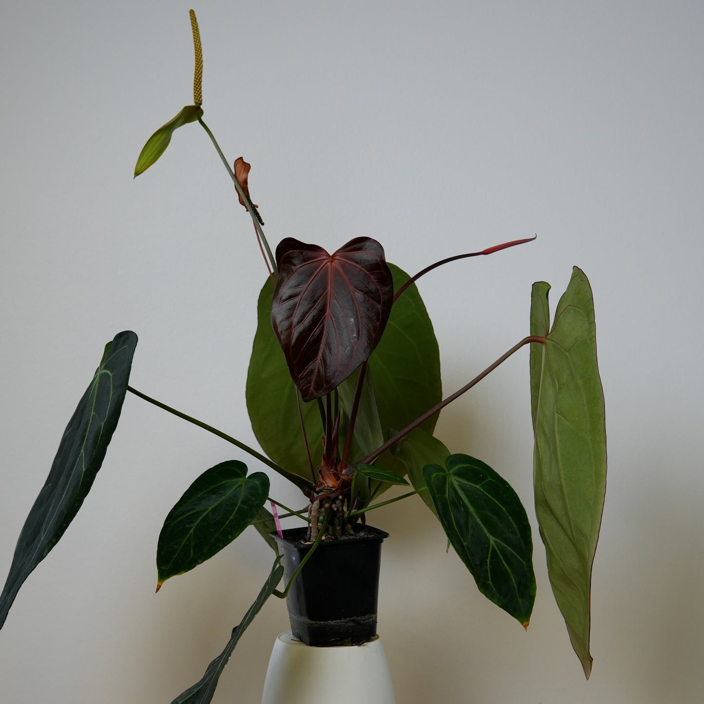 Anthurium Silver blush x carlablackiae X (NSE)