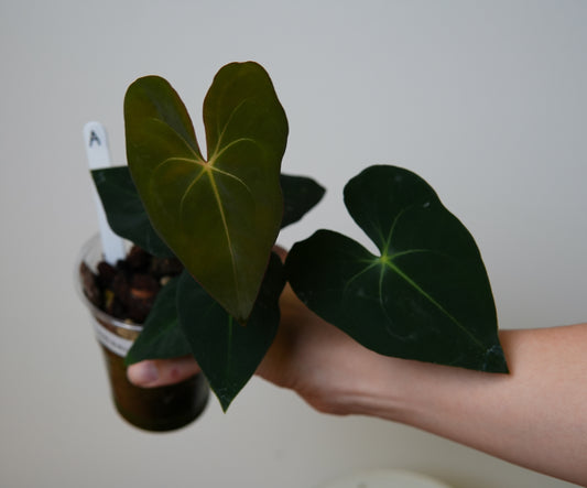 Anthurium marcusianum