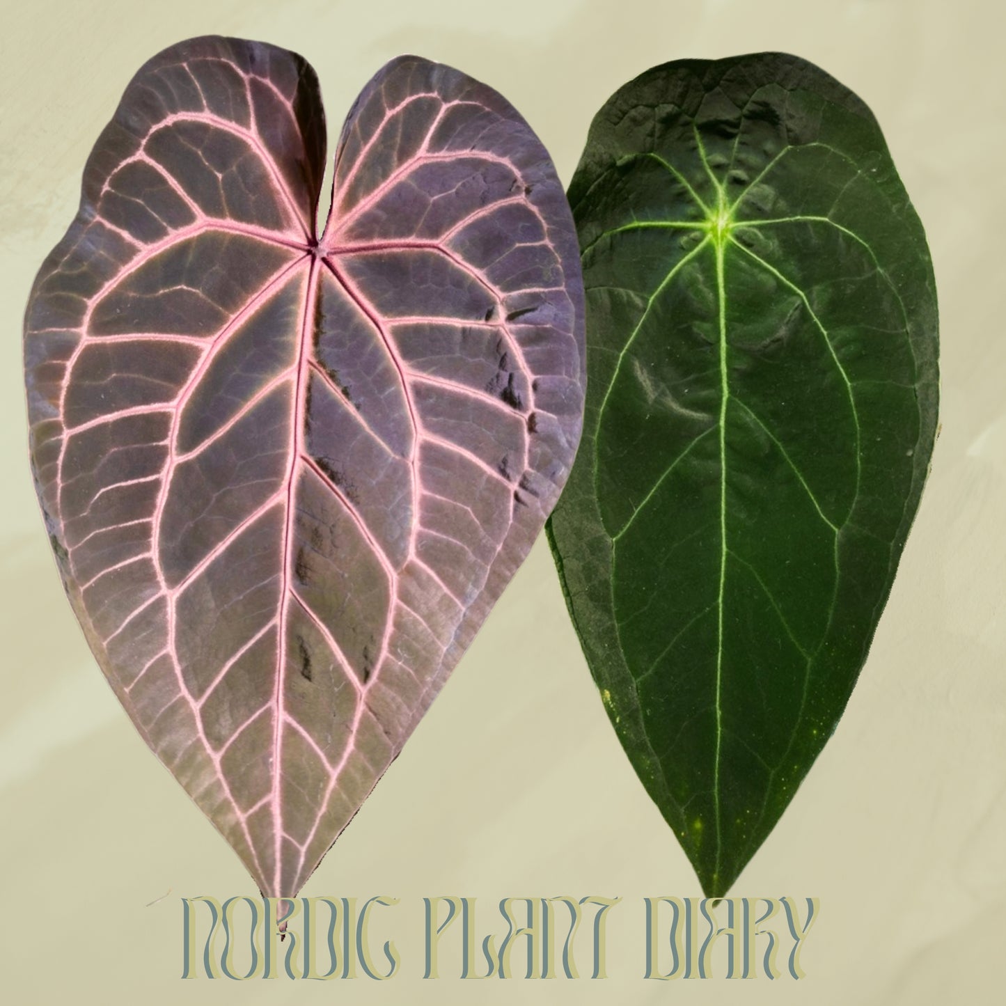 Anthurium (Zara x Michelle) x Velvet mask