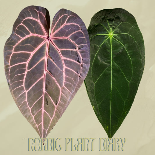 Anthurium (Zara x Michelle) x Velvet mask