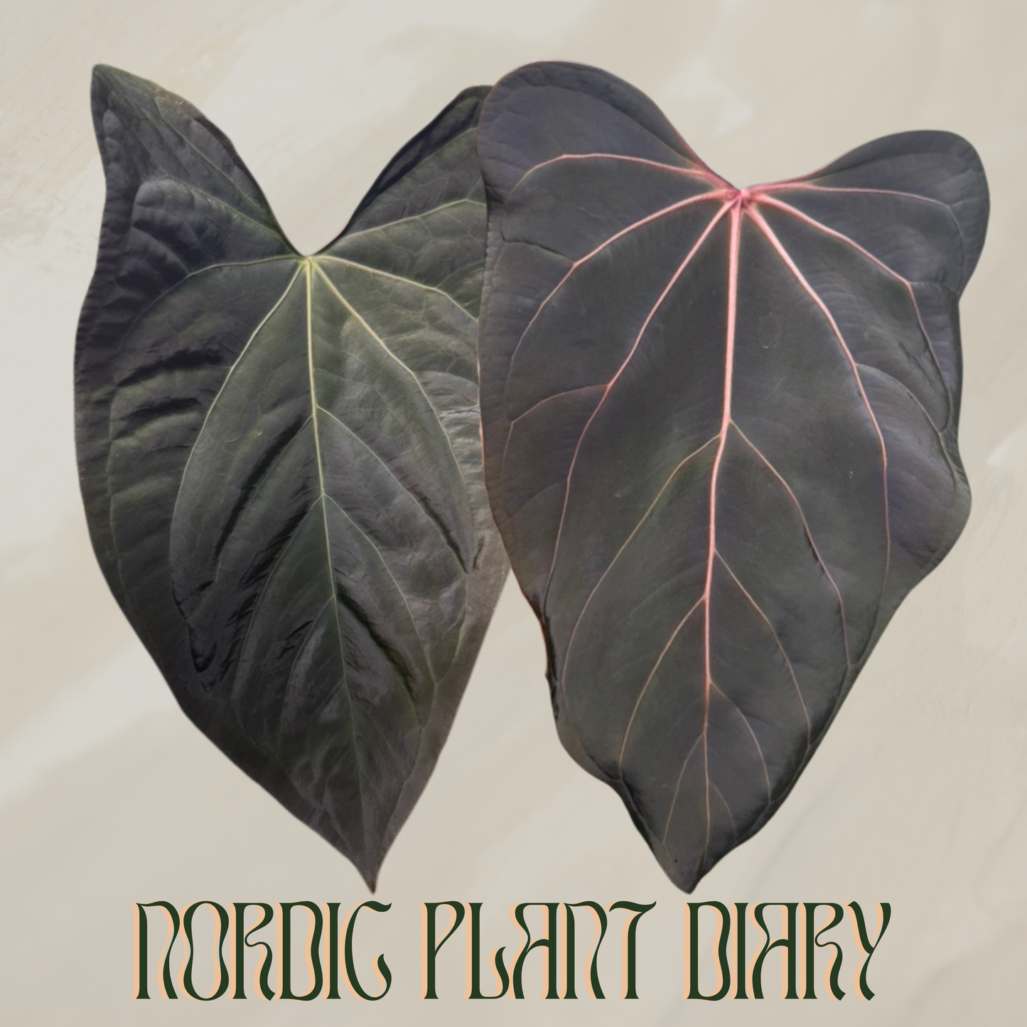 Anthurium ((subsignatum x pap 'Marie') x (dorito port x pap 'RLFS')) x ((Midnight velvet x Red Studd) x carlaX 2)