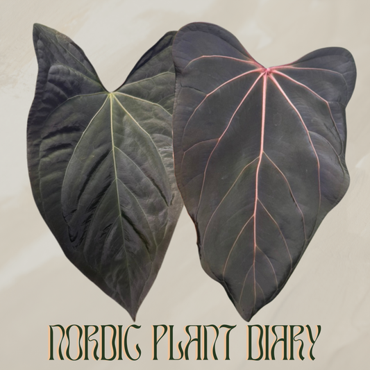 Anthurium ((subsignatum x pap 'Marie') x (dorito port x pap 'RLFS')) x ((Midnight velvet x Red Studd) x carlaX 2)