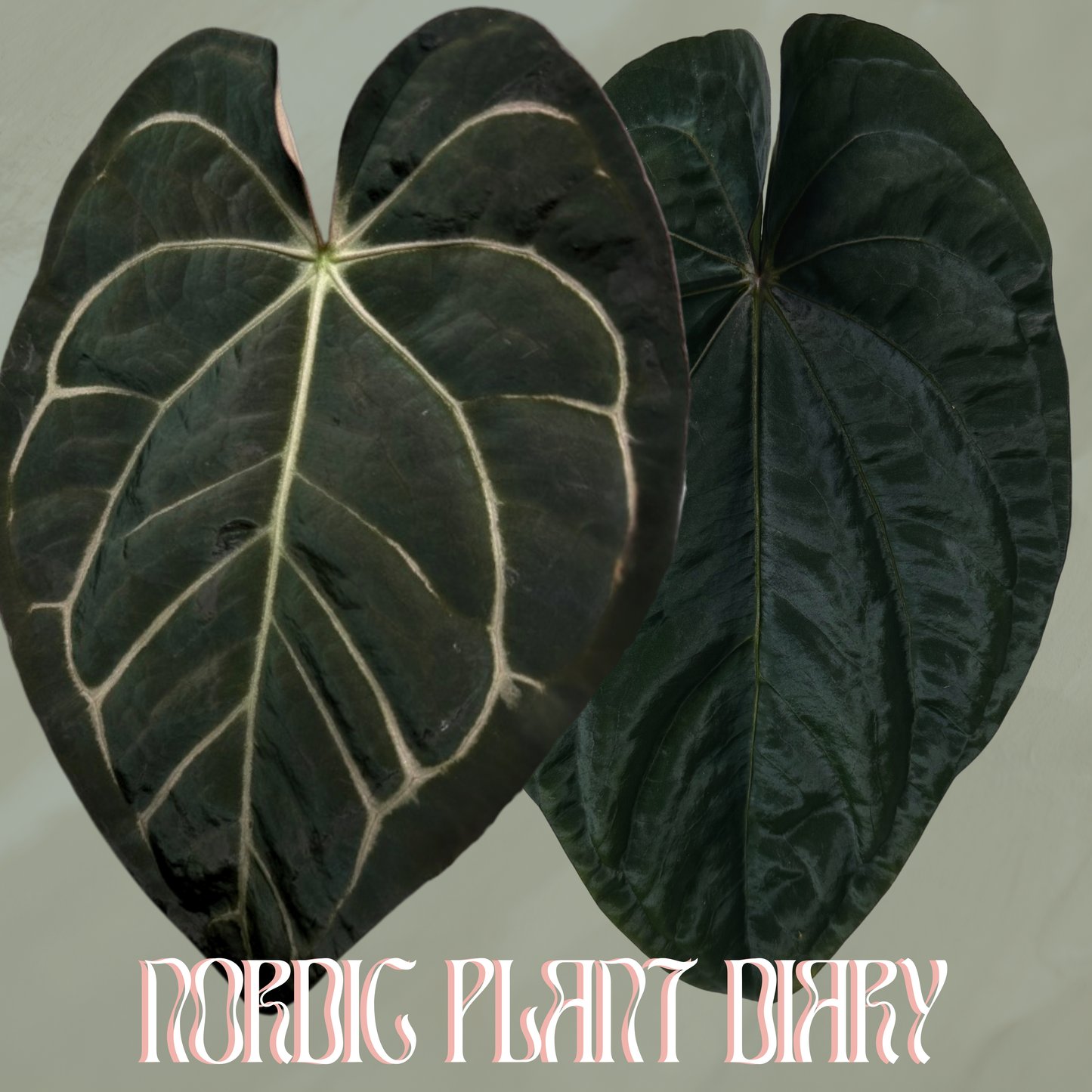 Anthurium carlablackiae (NSE) × (dressleri Black × RG f2)
