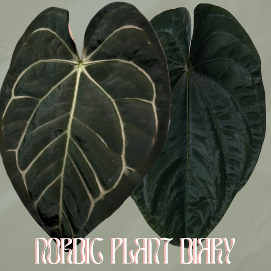 Anthurium carlablackiae (NSE) × (dressleri Black × RG f2)