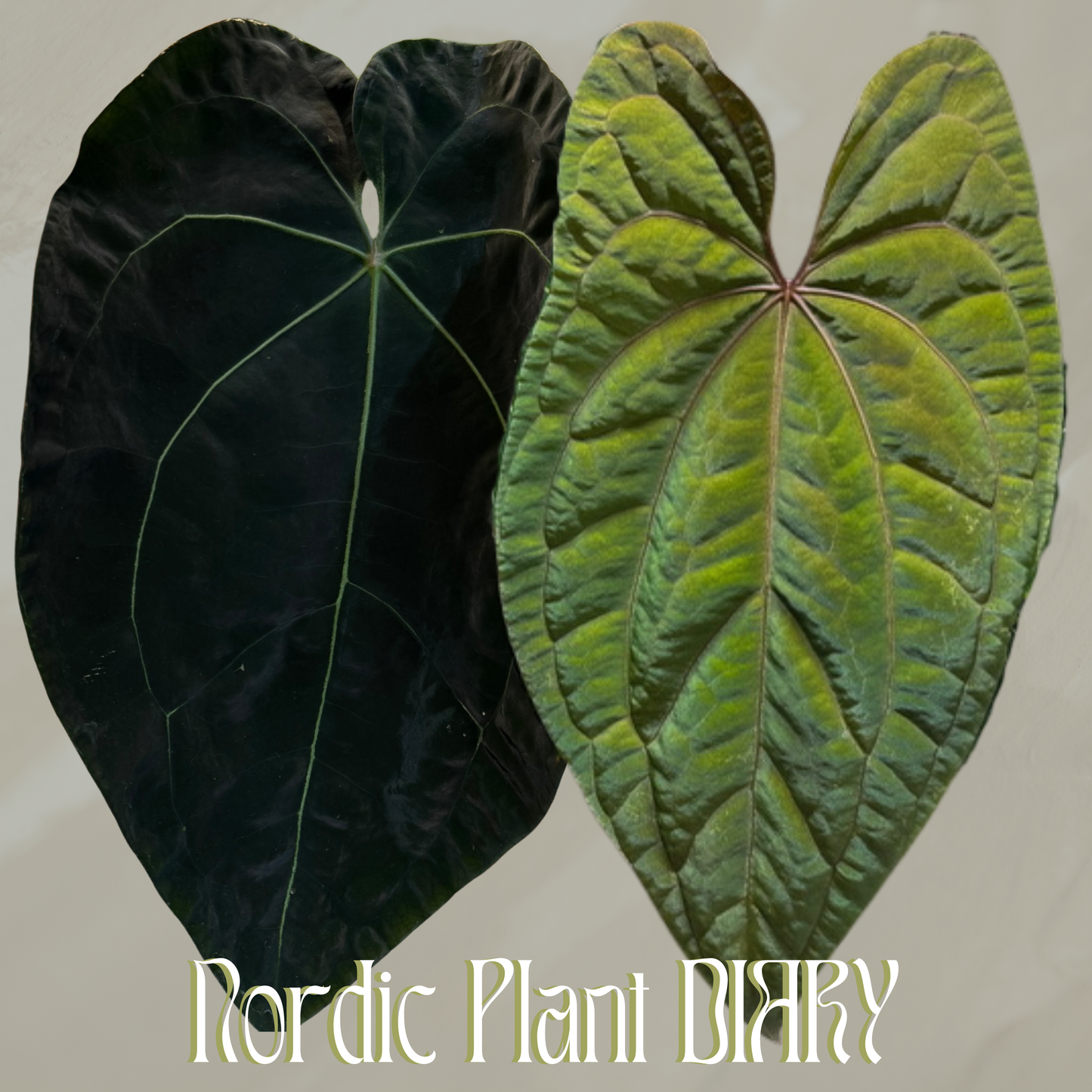 Anthurium (AOS x forgetii 3) x RVDP