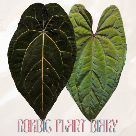 Anthurium (AOS x ZaraMichelle 5) x RVDP