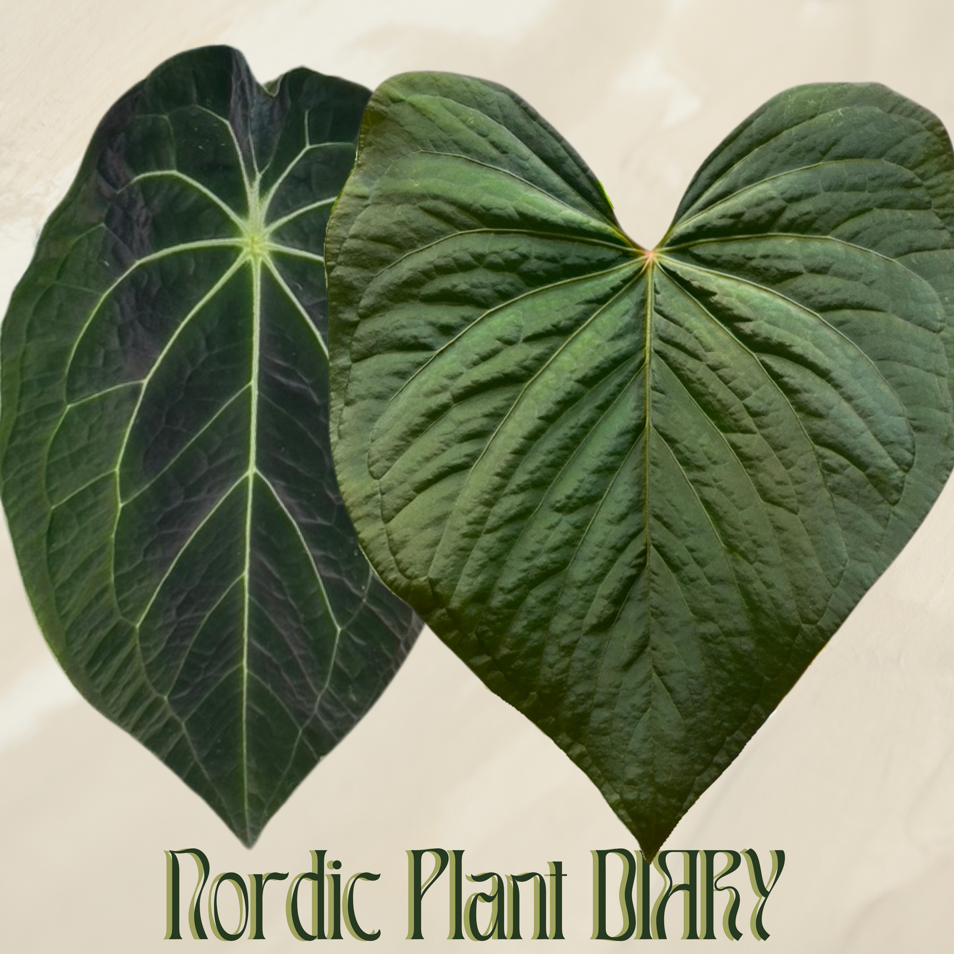 Anthurium (Velvet mask x besseae aff 1) x kunayalense - Nordic Plant Diary