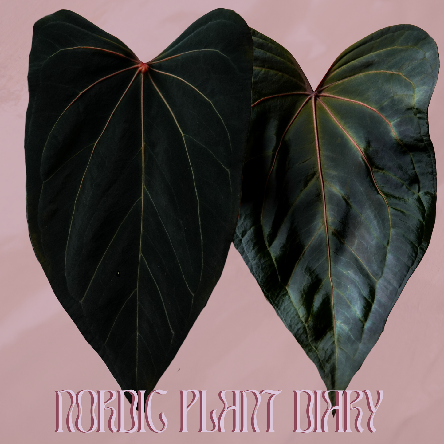 Anthurium 'Amethyst' x 'Pipe vine'