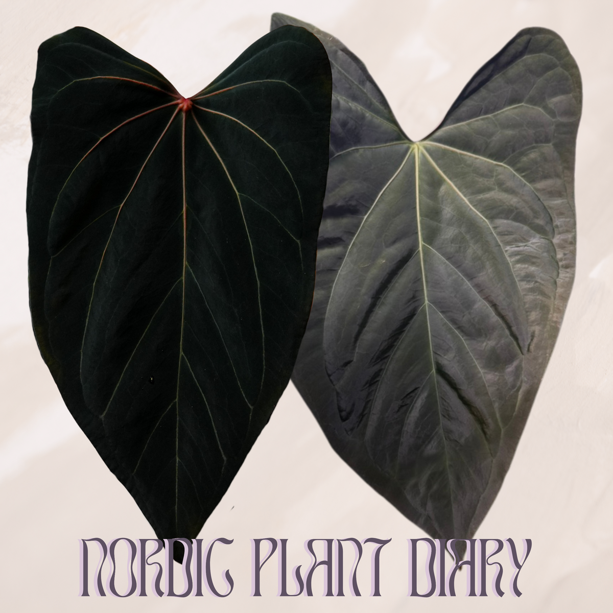 npd-cover:4b7f1db3d1fe072a.png