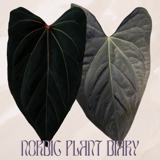 npd-cover:4b7f1db3d1fe072a.png