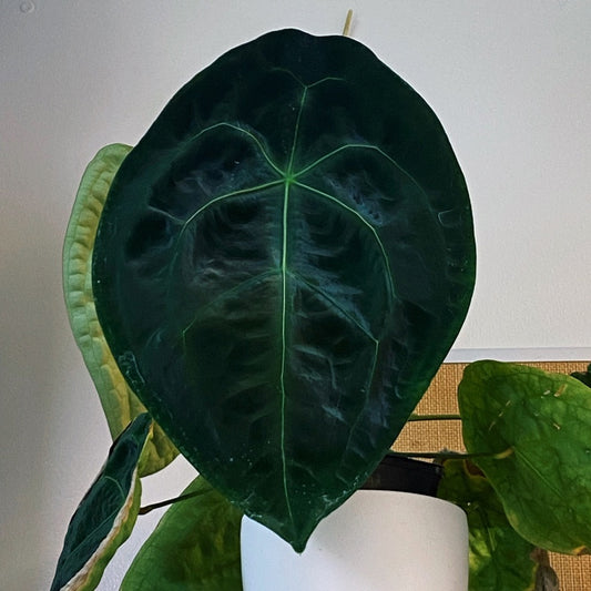 Anthurium forgetii dark form x self