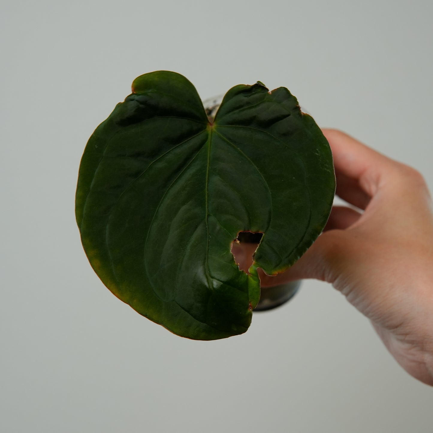 Anthurium kunayalense (PM5 x PM3)