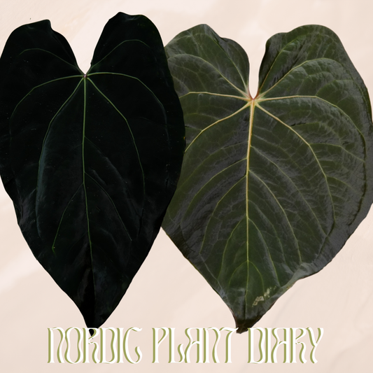 Anthurium (carlablackiae X x 'Alien') × (carlablackiae (NSE) × kunayalense #2)