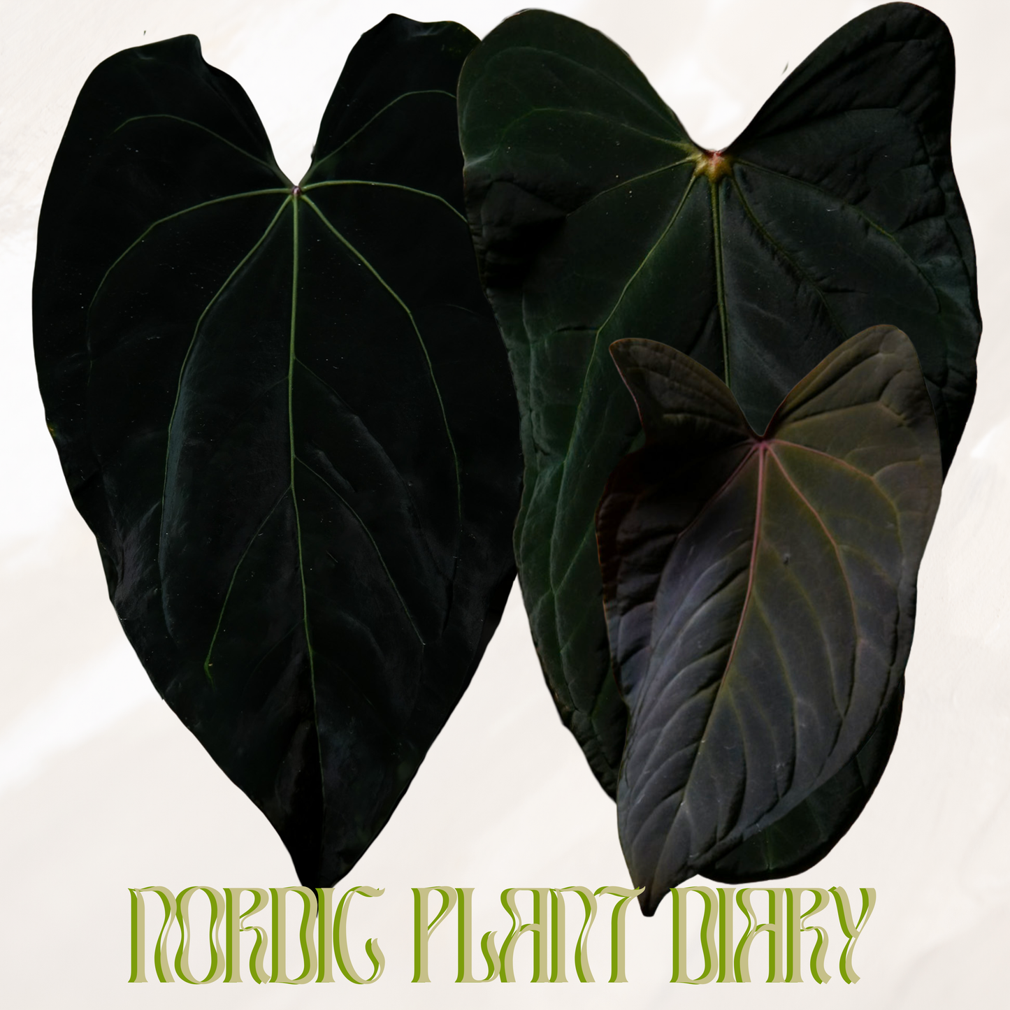 Anthurium ('Alien' x carlaX) x ((Midnight velvet x Red Studd) x (Dorito port x pap 'RLFS'))