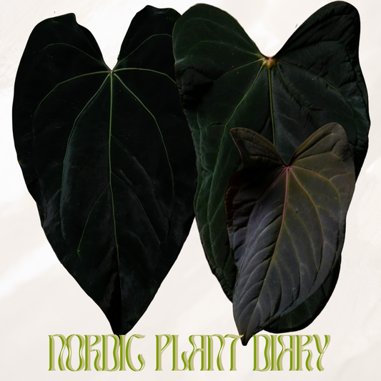 Anthurium ('Alien' x carlaX) x ((Midnight velvet x Red Studd) x (Dorito port x pap 'RLFS'))