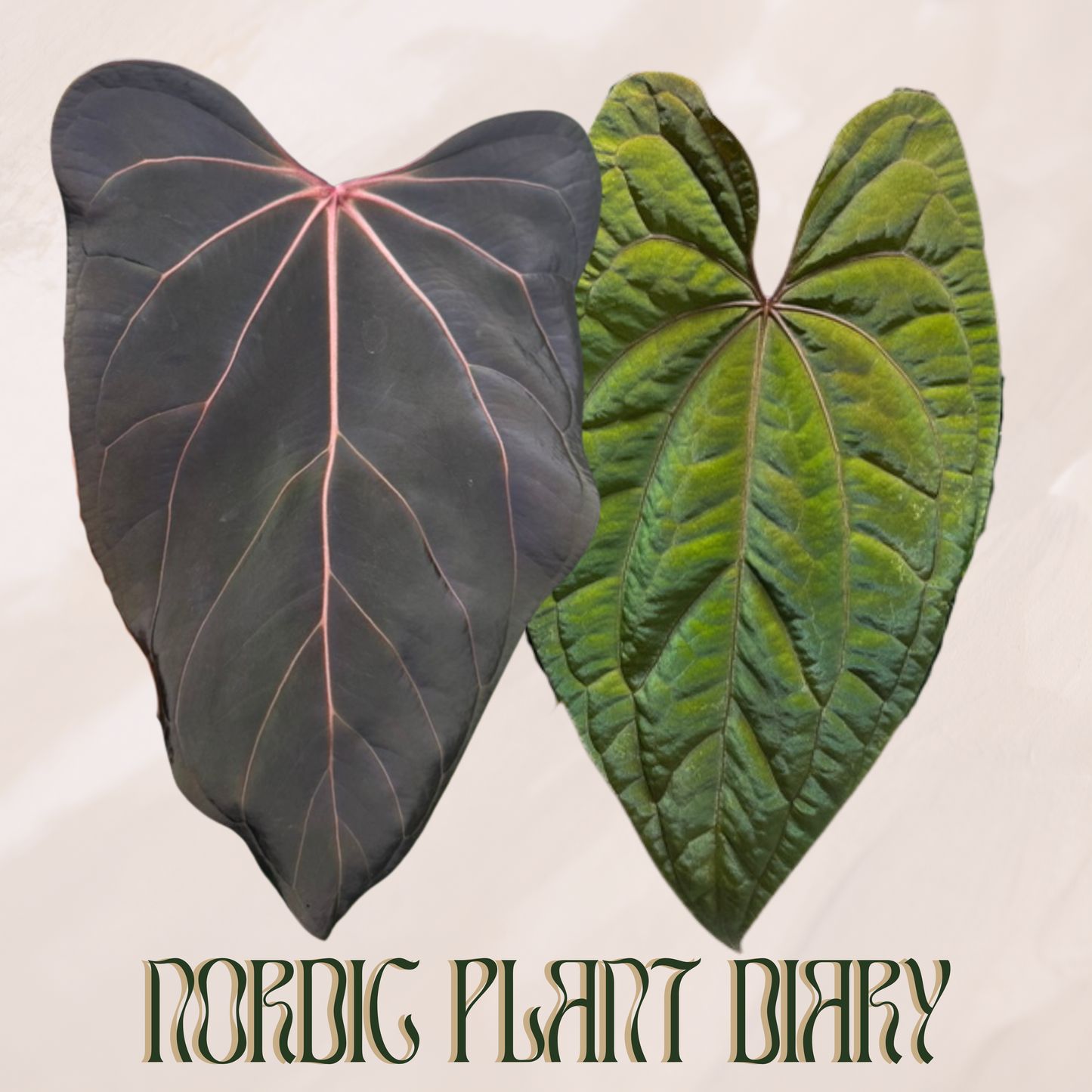 Anthurium ((Midnight velvet x Red Studd) x carlaX) 2) x RVDP