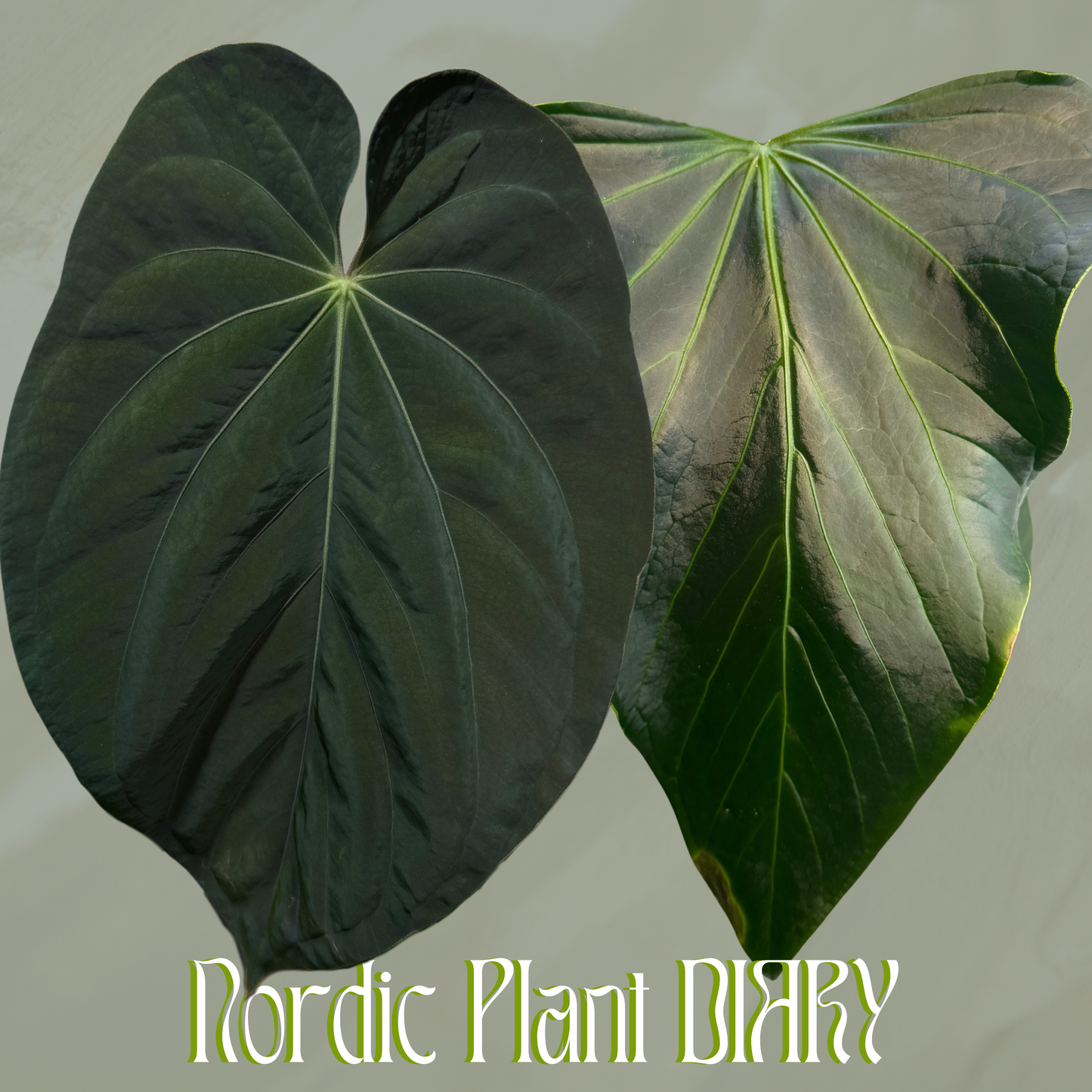Anthurium BVEP x rioclarense wild hybrid