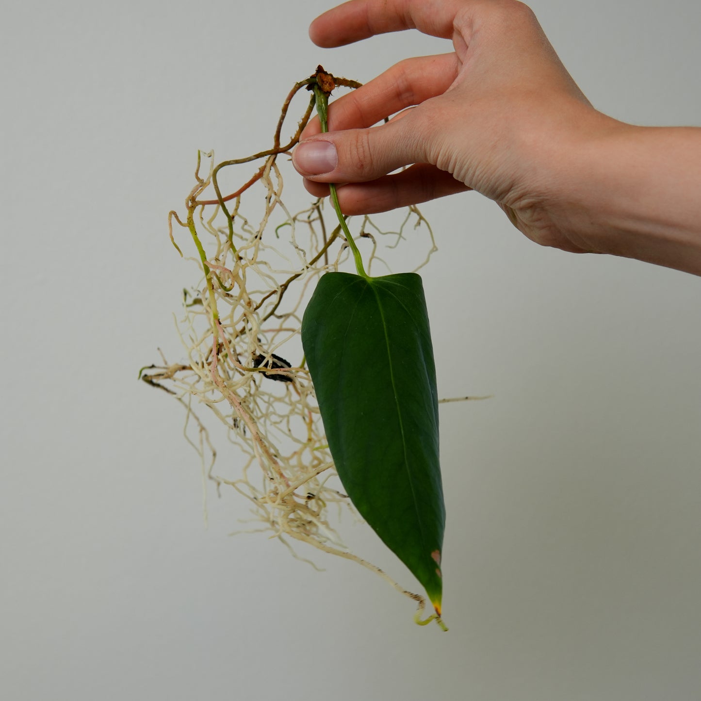 Anthurium Mr. World Wide #1