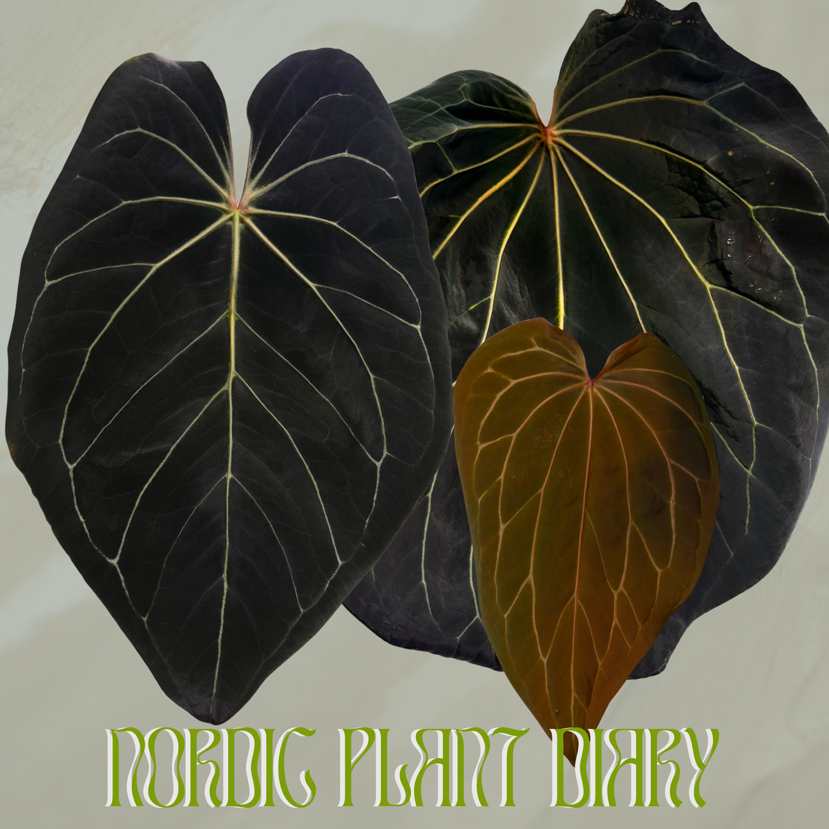 npd-cover:615cf27358039264.png