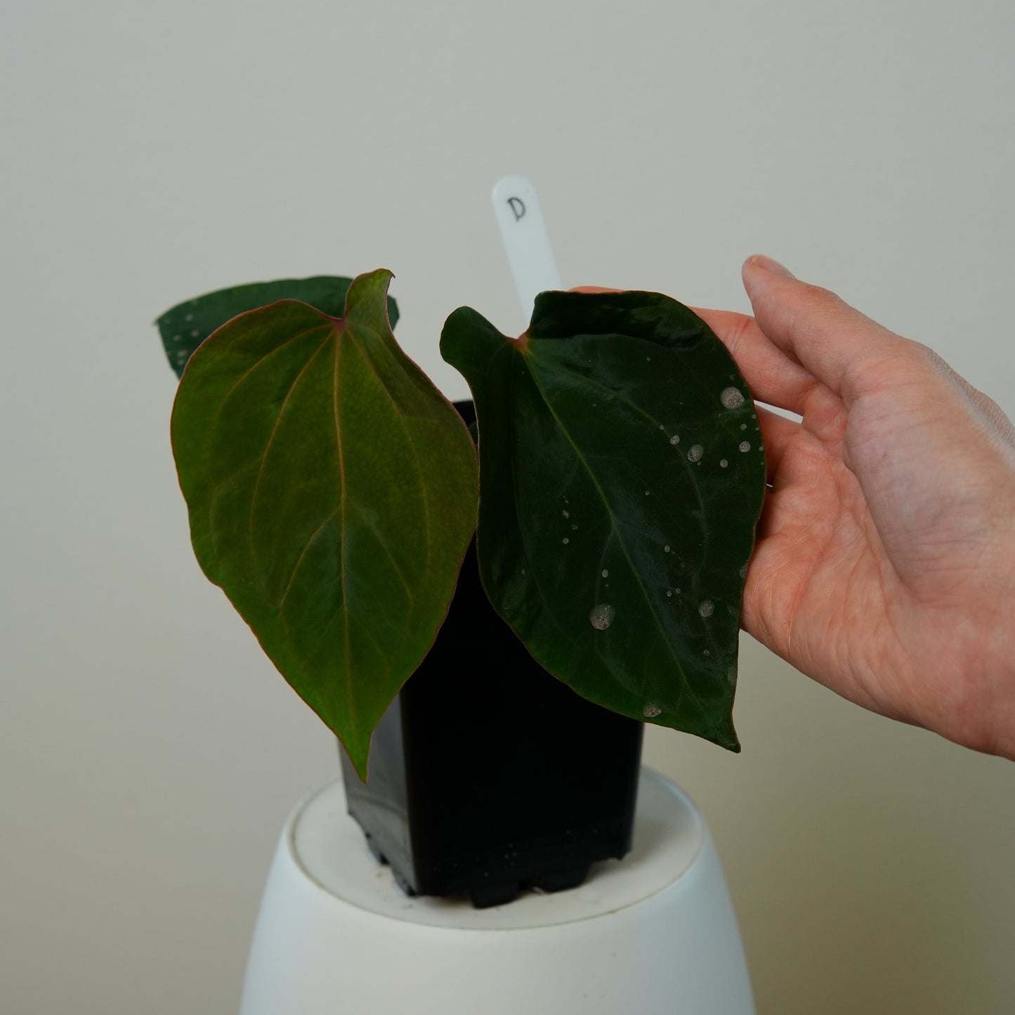 Anthurium 'Lava' x kunayalense