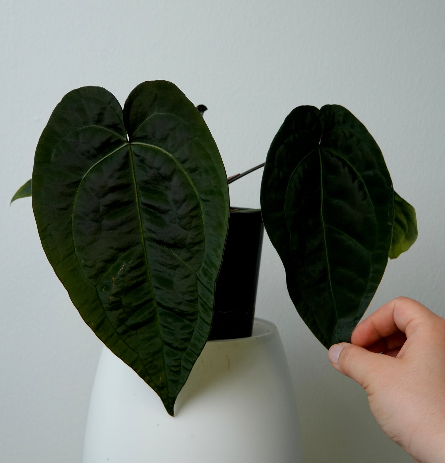 Anthurium AOS (df x gf)