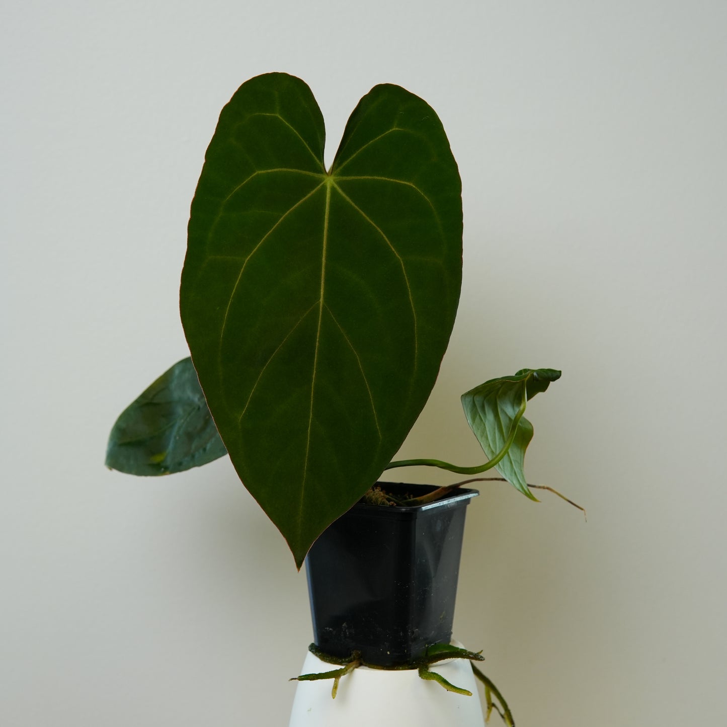 Anthurium Midnight velvet x 'Red Studd'