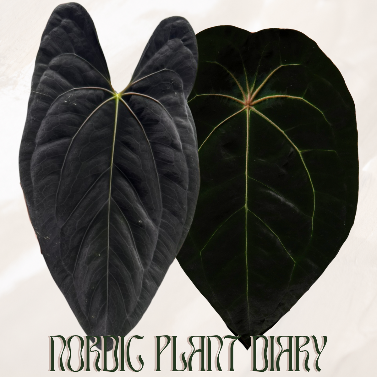npd-cover:6d12bc0b00194771.png