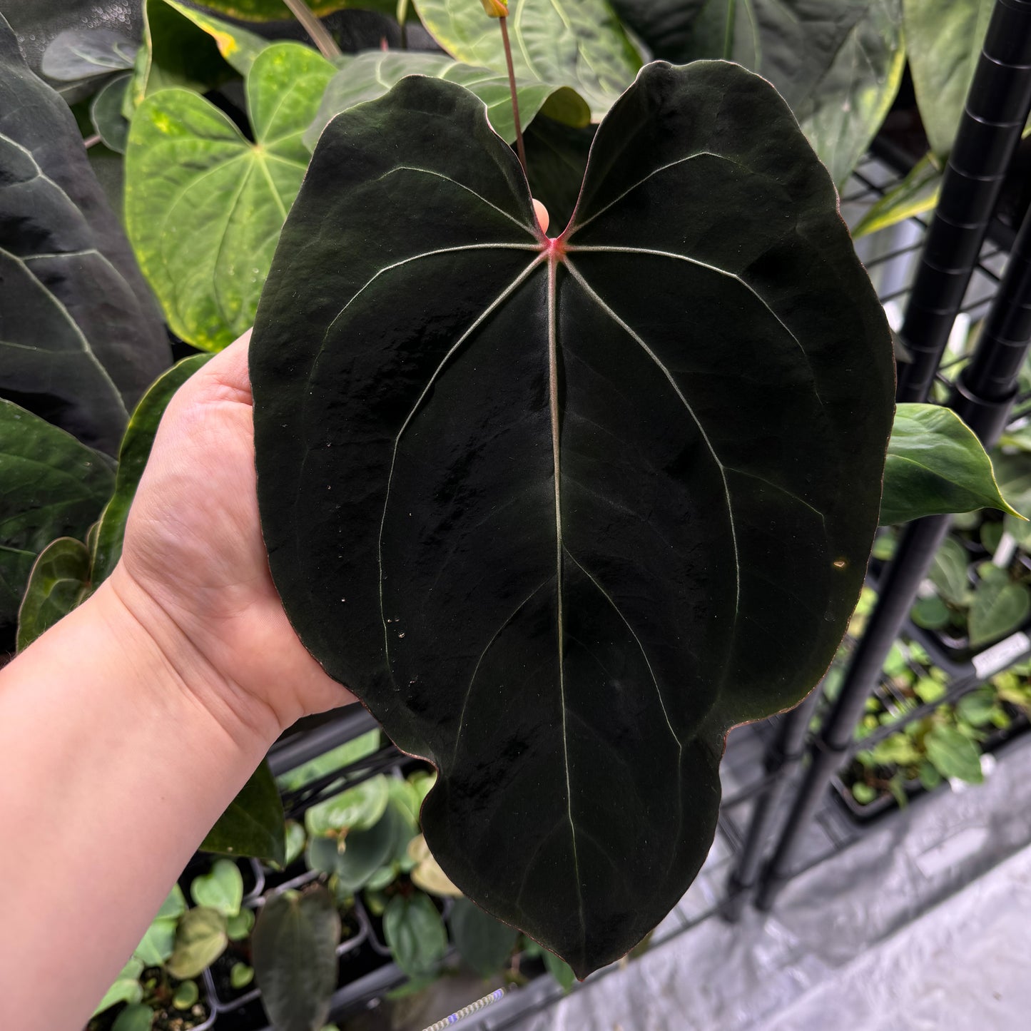 Anthurium complex HU hybrid 1 x carlablackiae X (NSE)