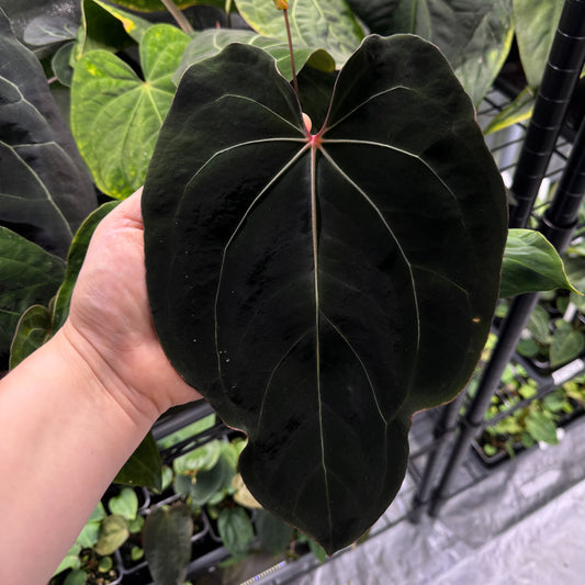 Anthurium complex HU hybrid 1 x carlablackiae X (NSE)
