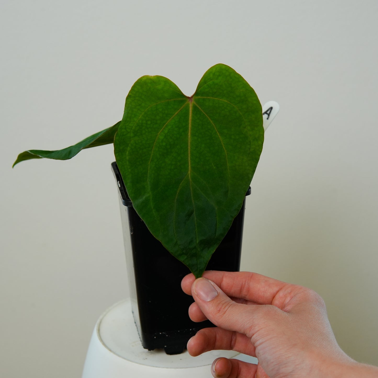 Anthurium 'Lava' x kunayalense