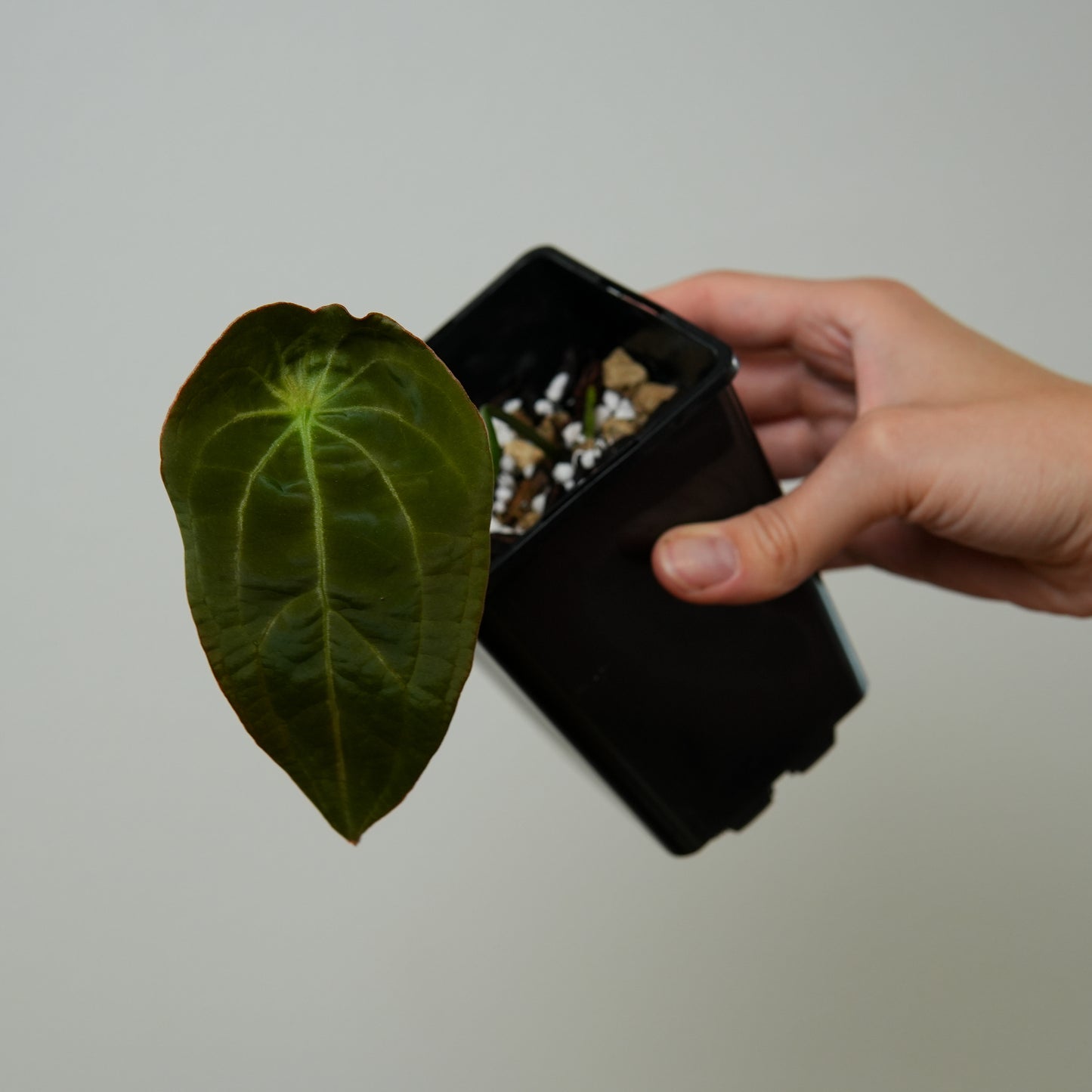 Anthurium Velvet mask