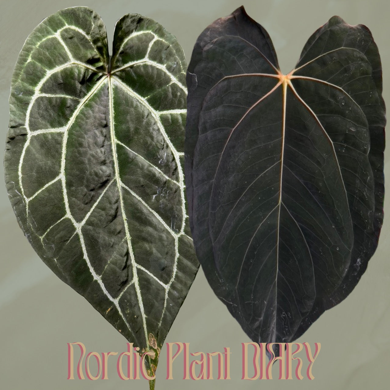 Anthurium (AOS x (Zara x Michelle) 1) x ((carlablackiae x dressleri RD) x pap 'RLFS') - Cover picture