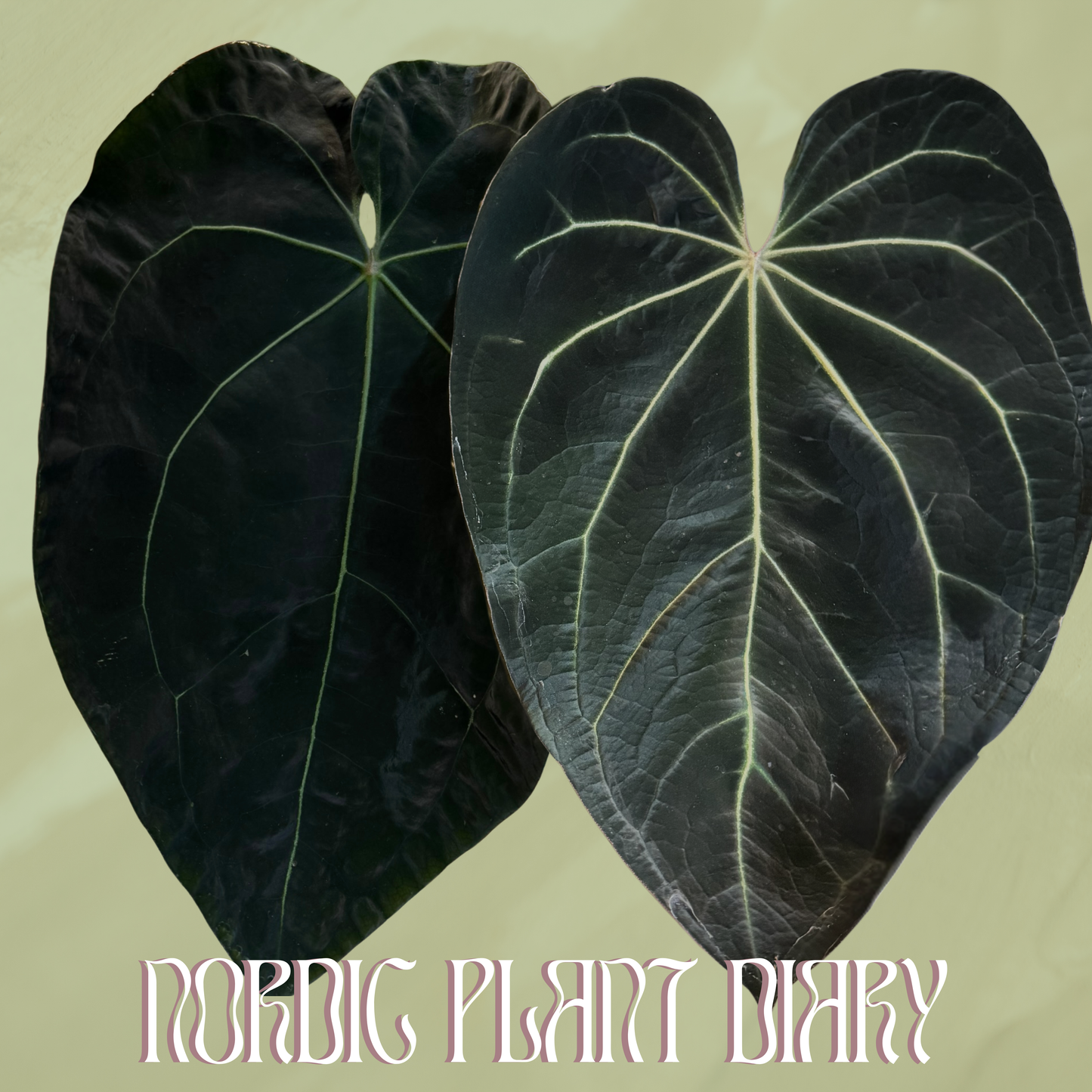 Anthurium (AOS x forgetii 3) x (Black Widow x Red Velvet Cake)