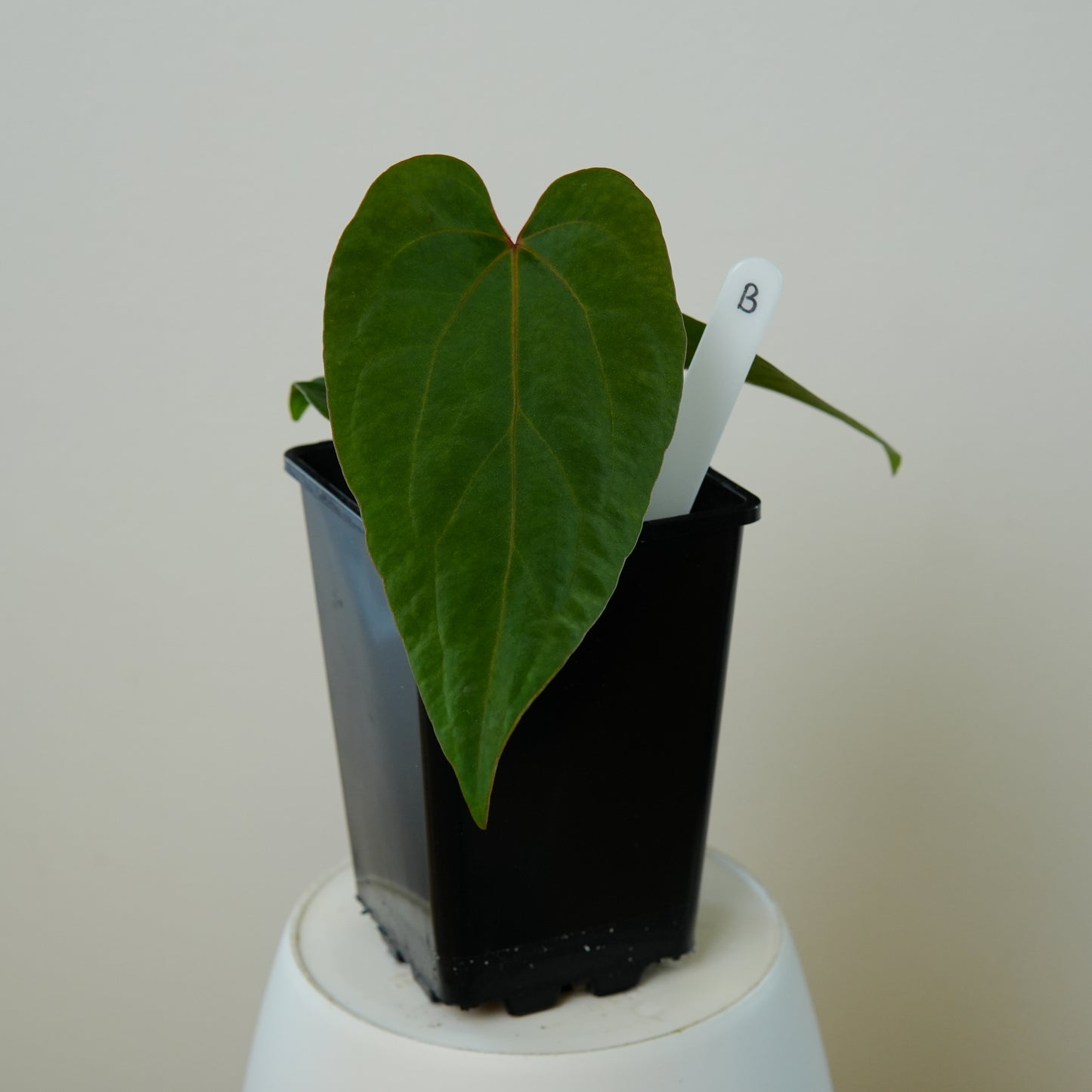 Anthurium 'Lava' x kunayalense