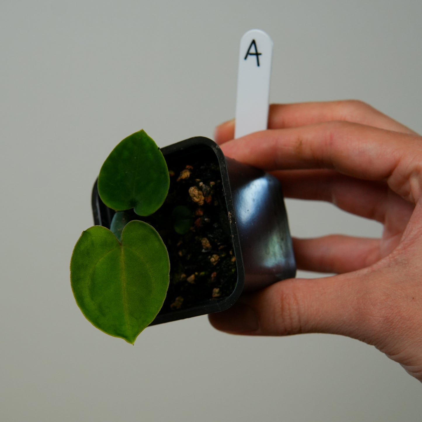 Anthurium 'Lava' x (Black Widow x Red Velvet Cake)