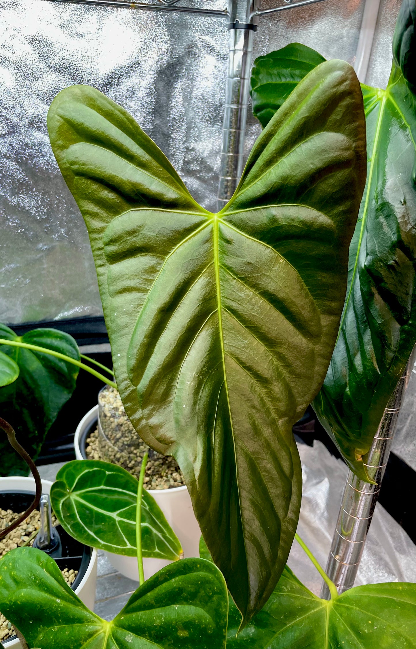 Anthurium subsignatum x papillilaminum 'Marie'