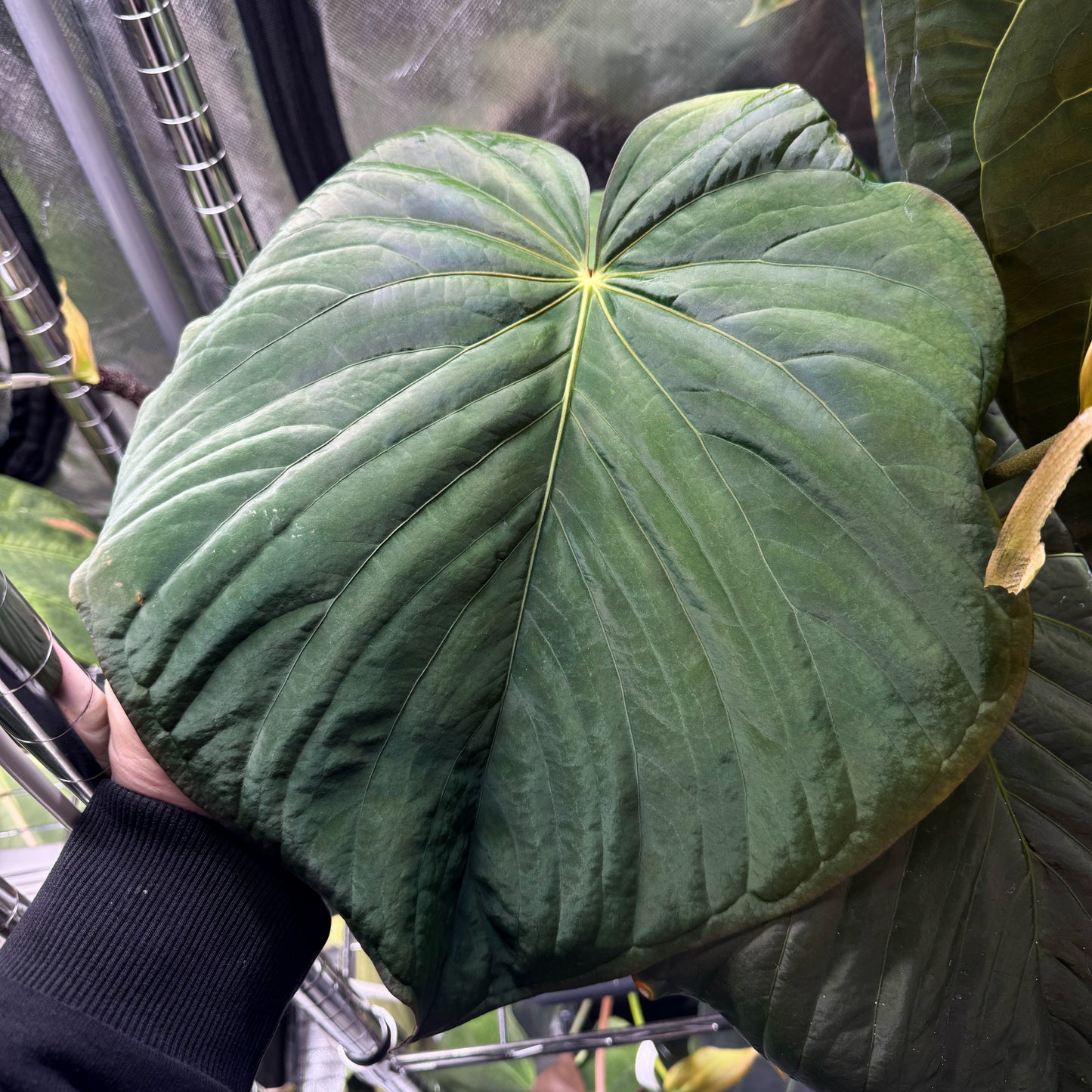 Anthurium kunayalense (PM5 x PM3)