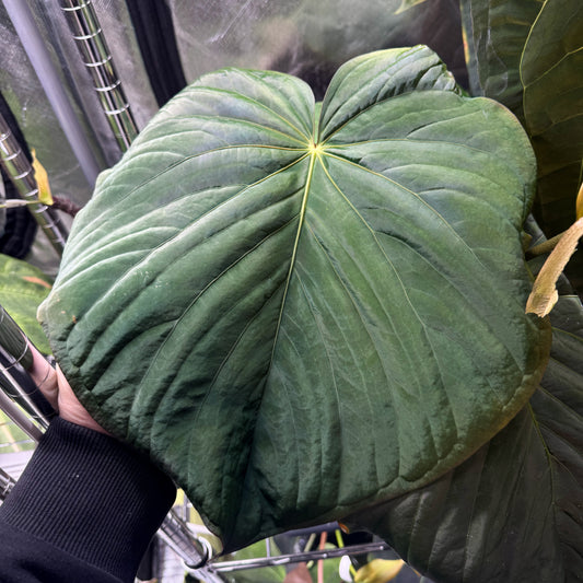 Anthurium kunayalense (PM5 x PM3)