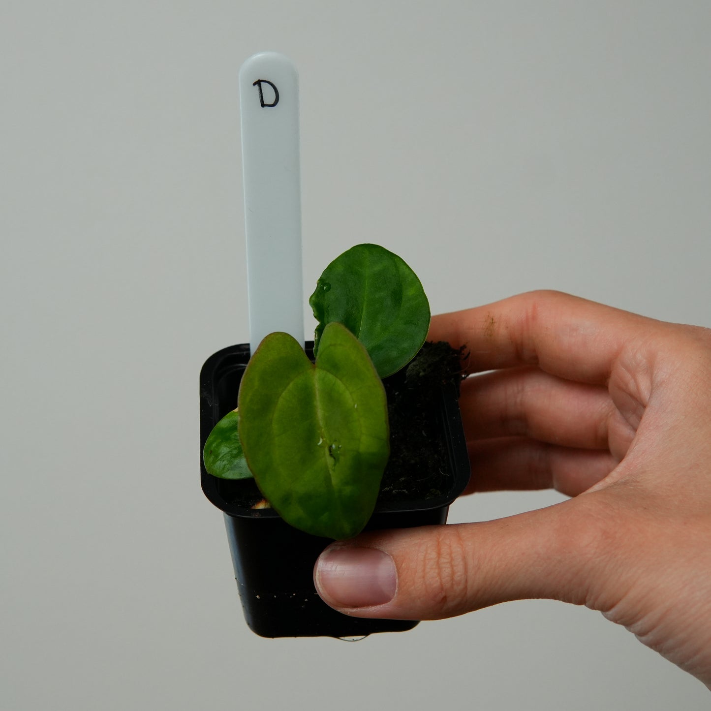 Anthurium (carla x kuna 2) x dressleri (‘Black x RG f2’)