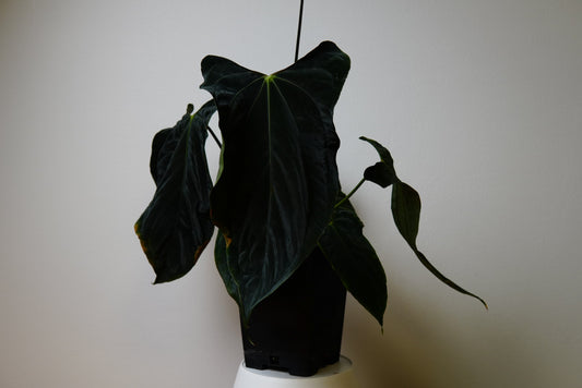 Anthurium papillilaminum 'Ralph Lynam' x self