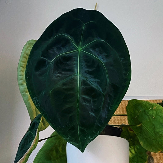 Anthurium forgetii dark form (cutting)