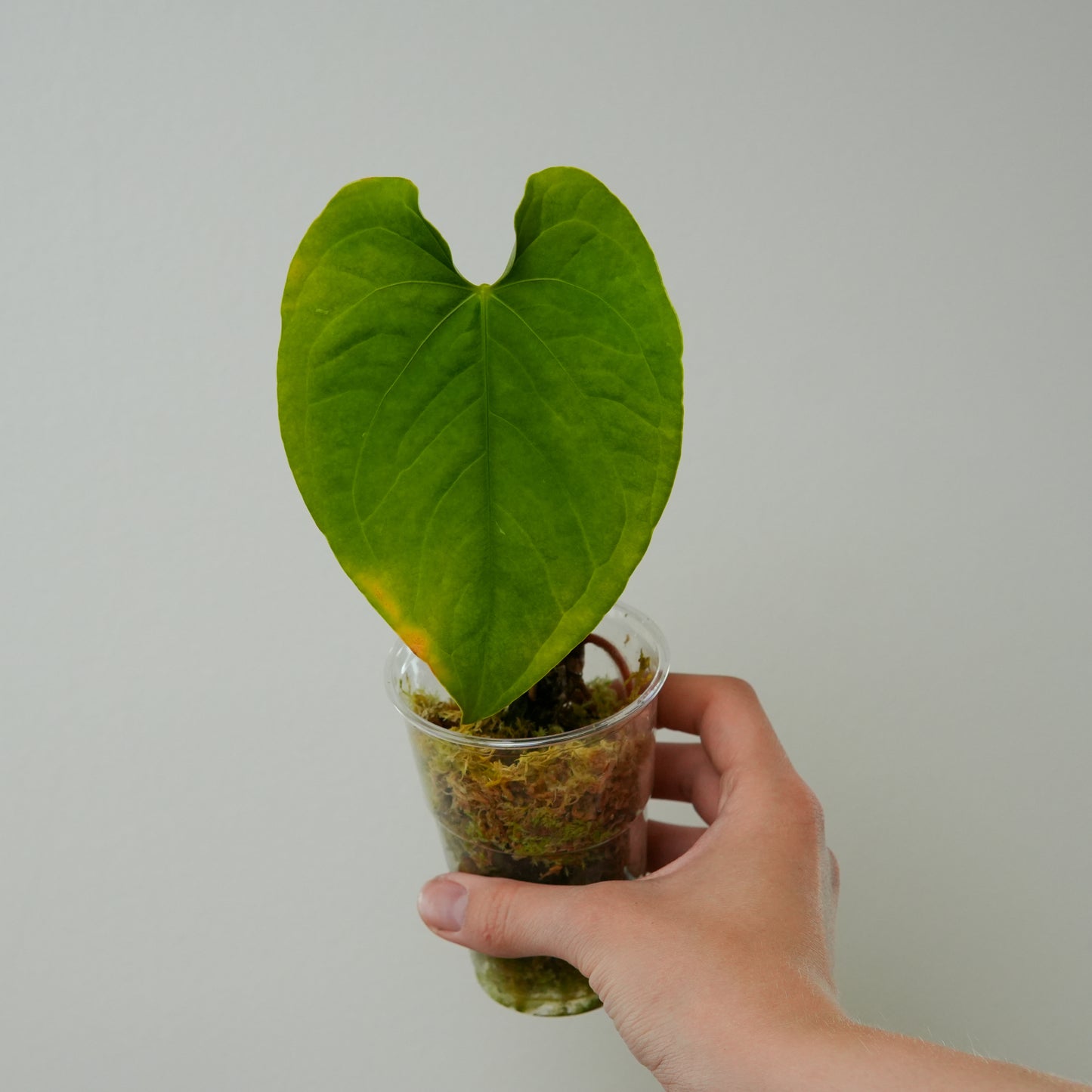 Anthurium 'Tarapoto velvet'