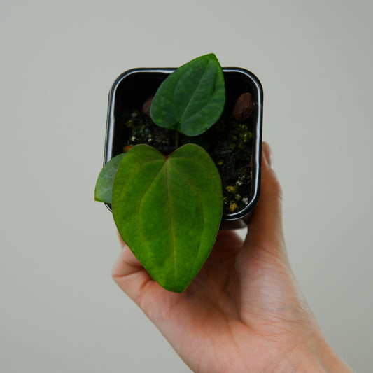 Anthurium (BVEP x kunayalense) x 'Midnight velvet'