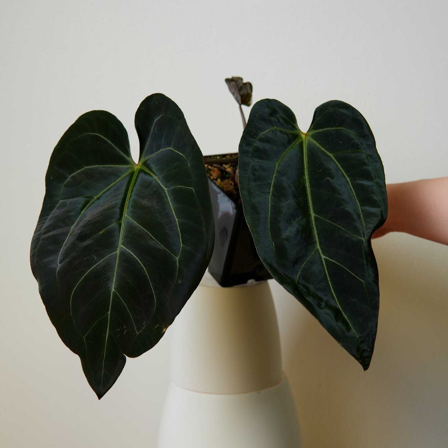 Anthurium (Zara x Michelle) x (Dorito Port x RLFS)