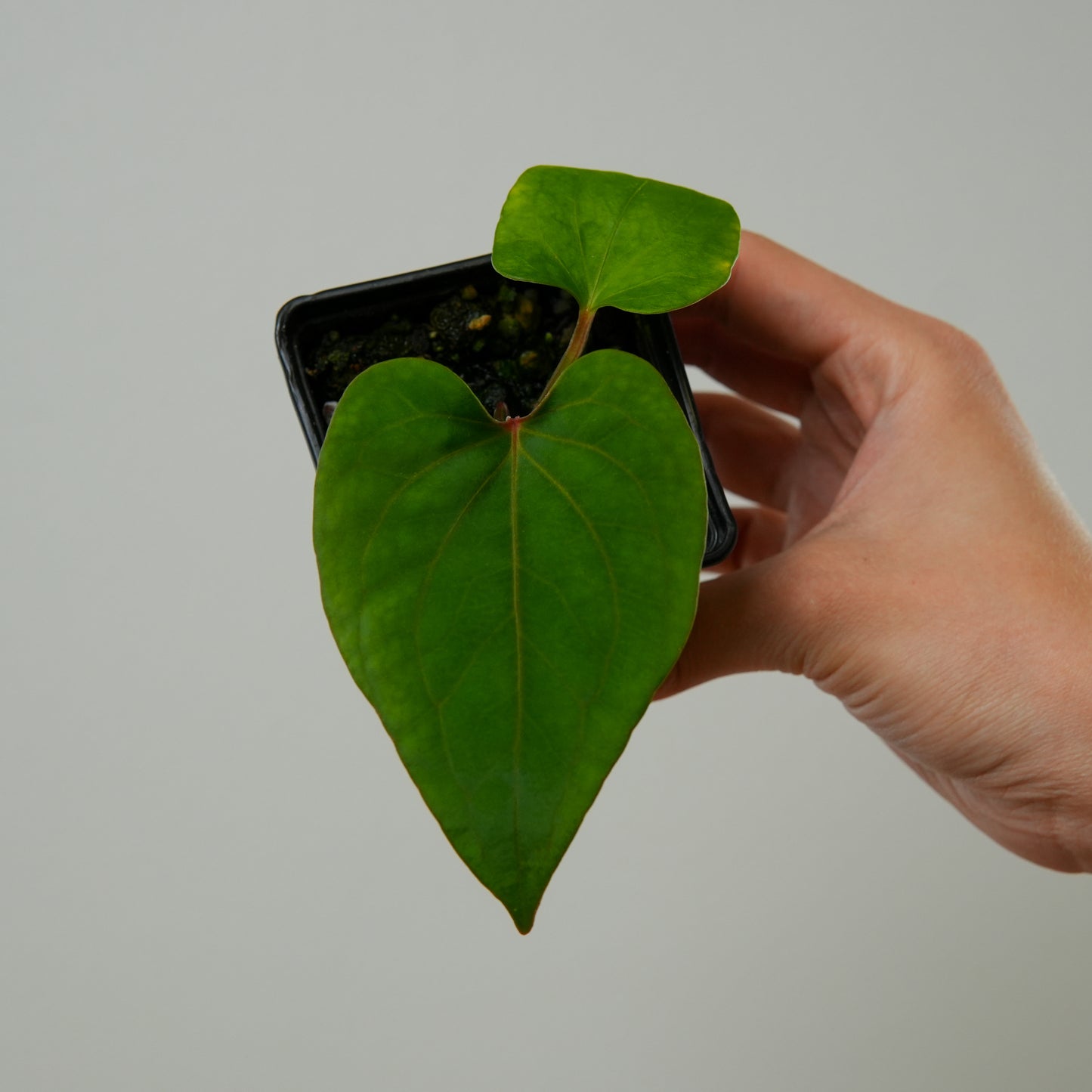 Anthurium kunayalense