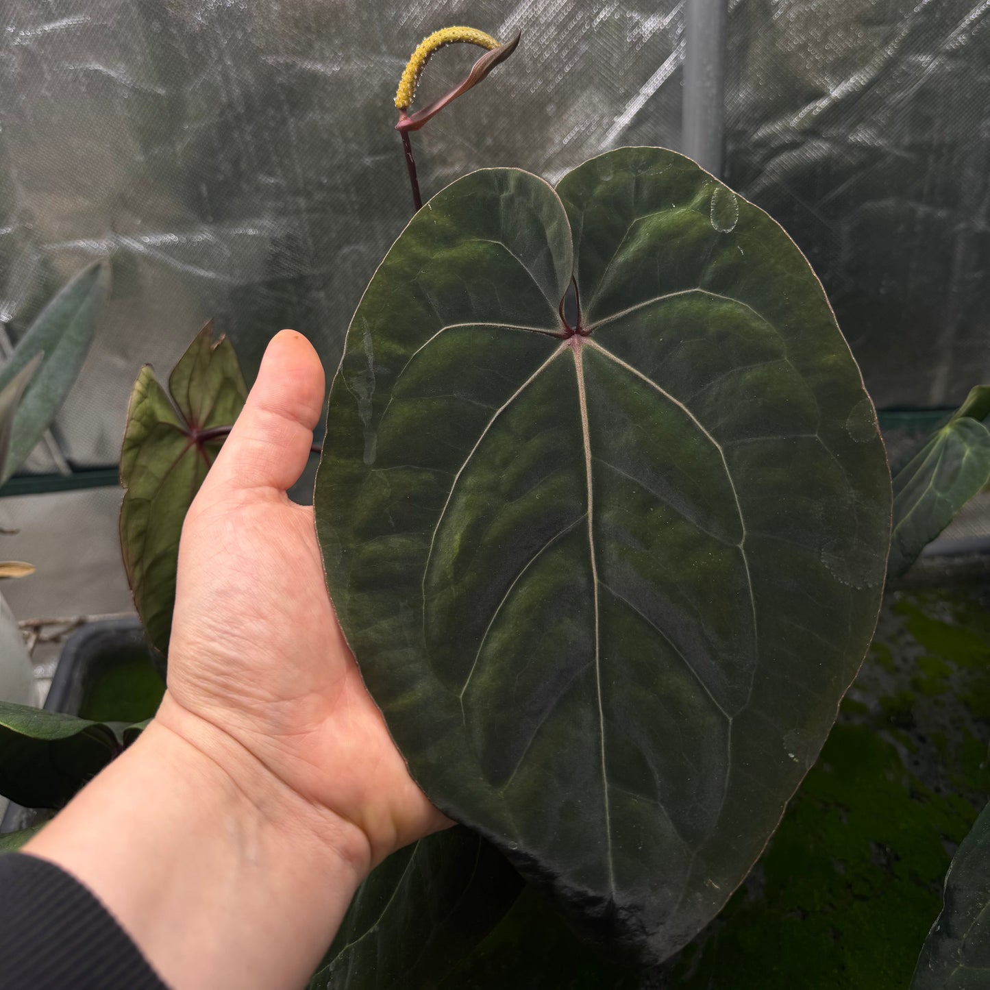 Anthurium Bloodmoon