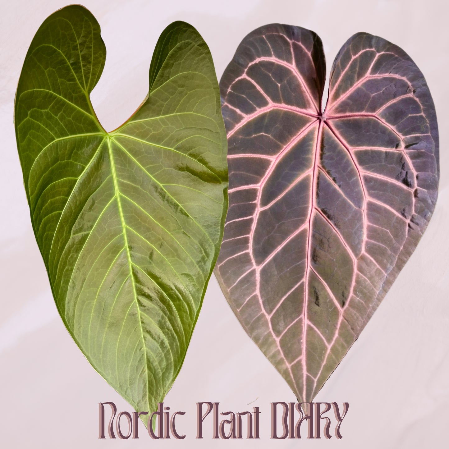 Anthurium Cv Carmesim x (Zara x Michelle)