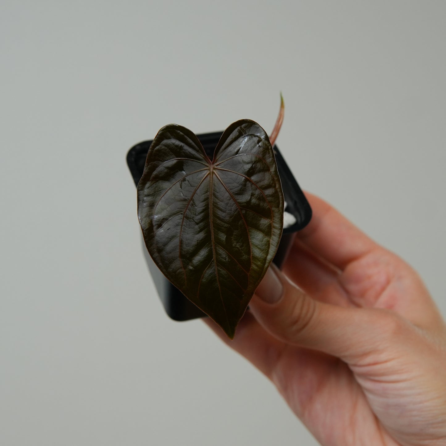 Anthurium carlablackiae (NSE) x BVEP ('SS x RA')