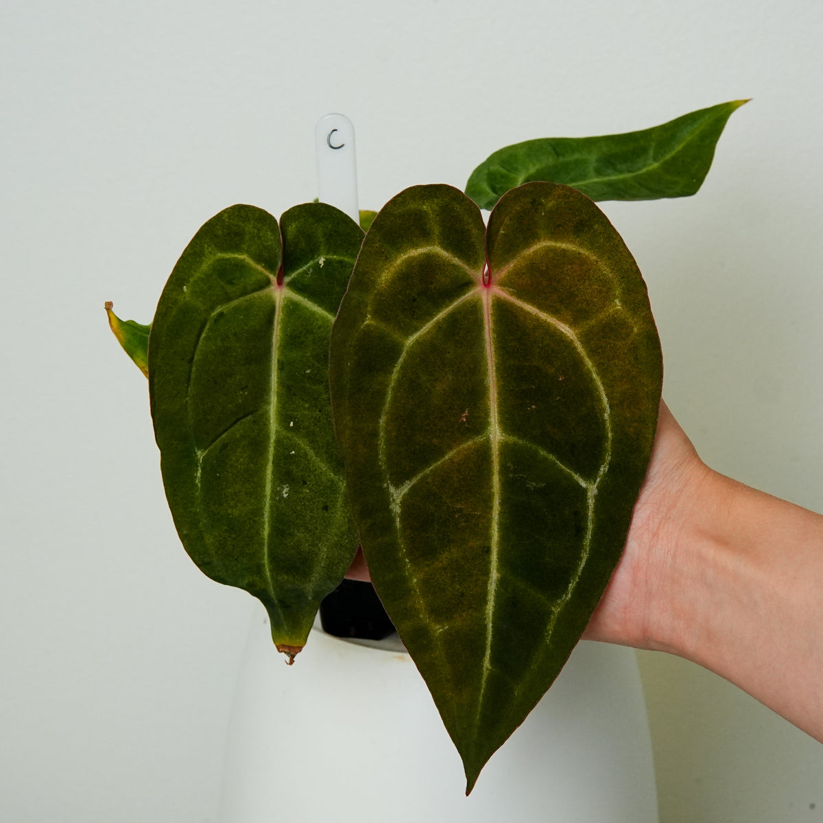 D