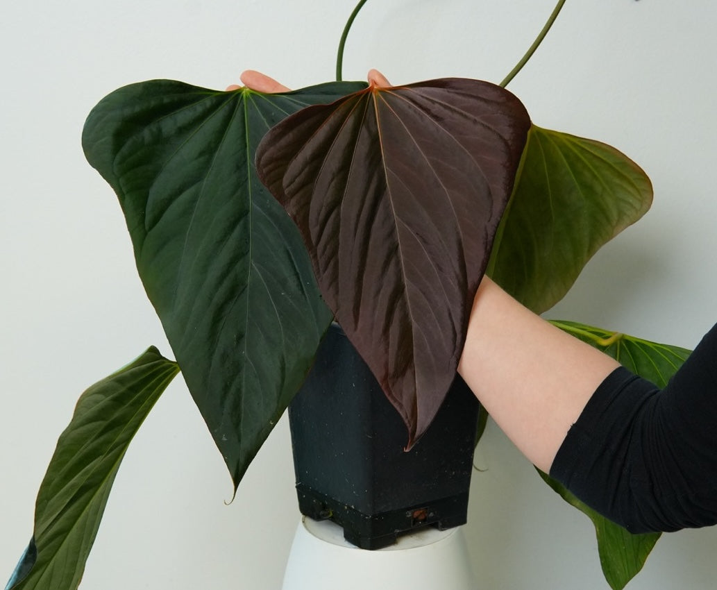 Anthurium indo port x pap X-one 'Batwing'
